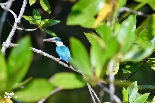 Bright blue bird perched on a branch above mangrove leaves in Kilim Geoforest, Langkawi, on a sunset dinner cruise