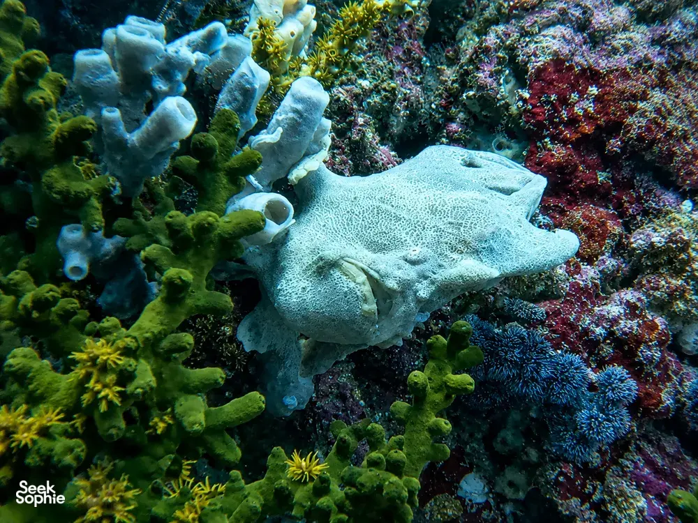 Scuba Froggy dive from Kuta, Lombok: a stingray resting on colourful coral for macro underwater exploration