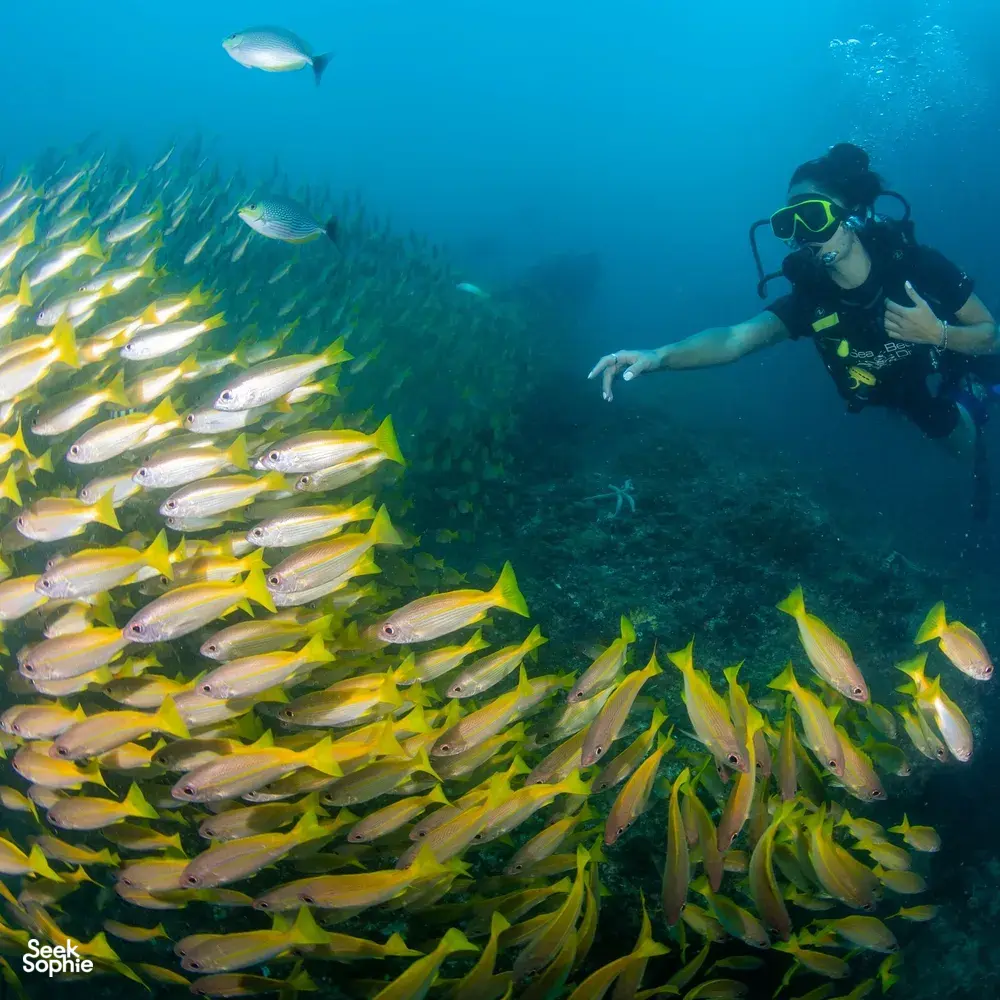 Seek Sophie option picture