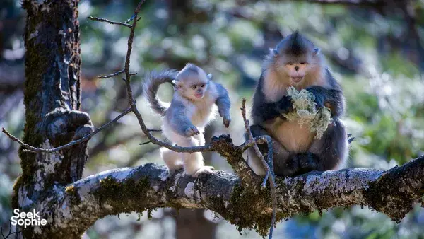 Two monkeys perched on a mossy tree branch in Shangri-La, where forest life faces the camera at close range