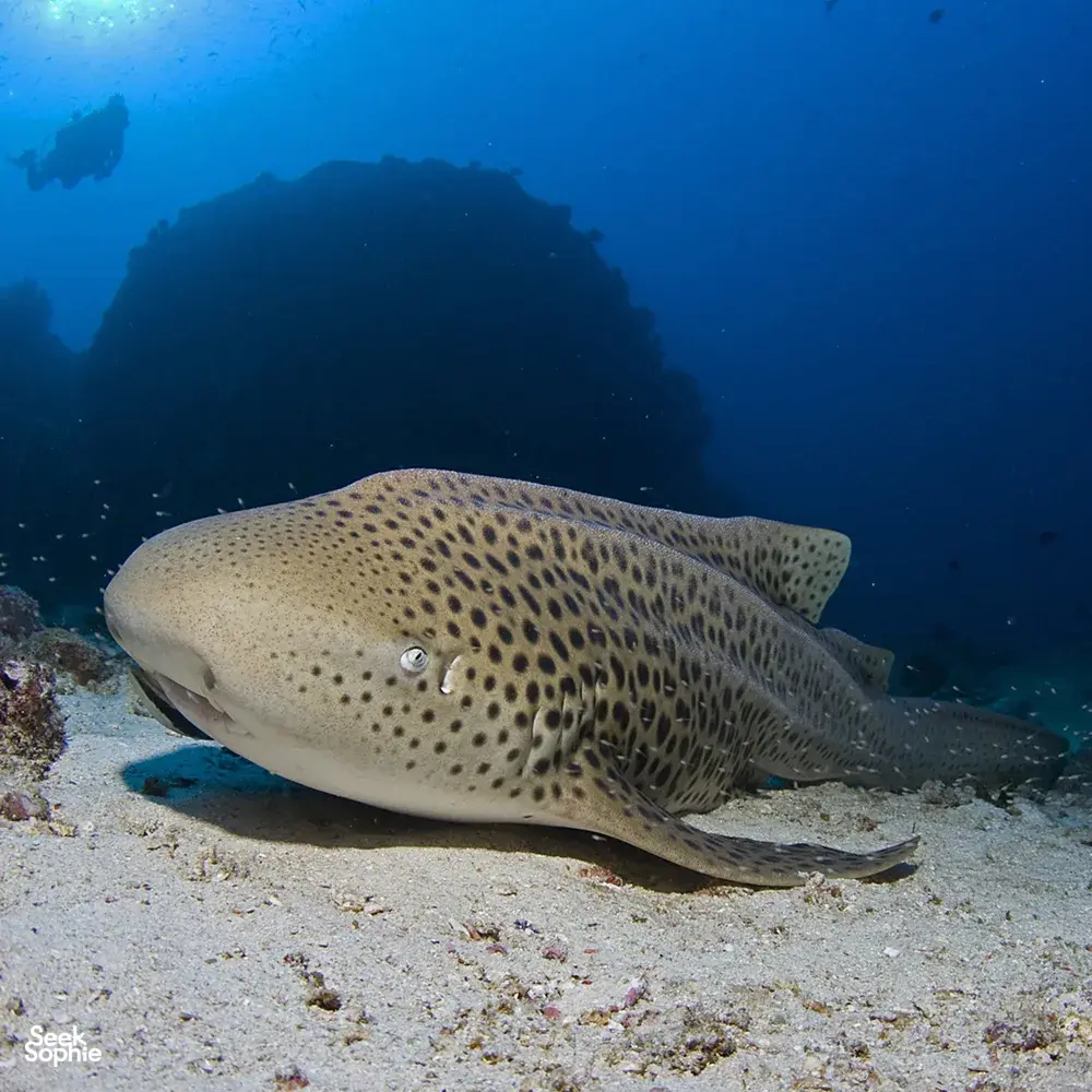 Seek Sophie option picture