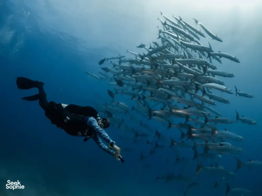 Seek Sophie option picture