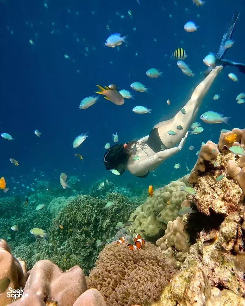 Seek Sophie option picture