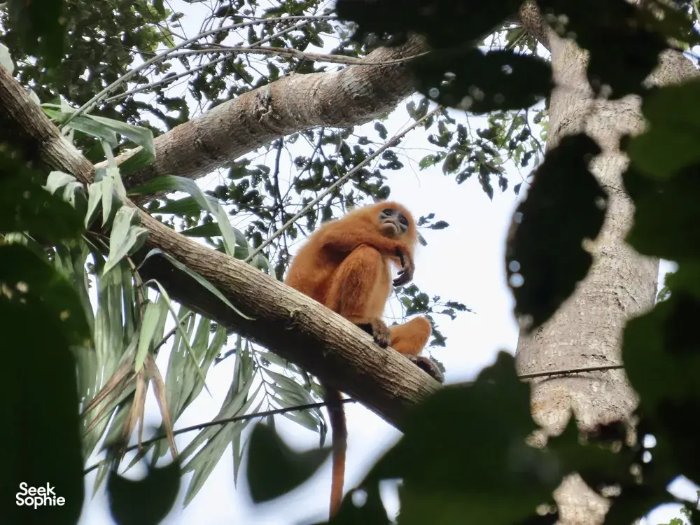 Seek Sophie option picture