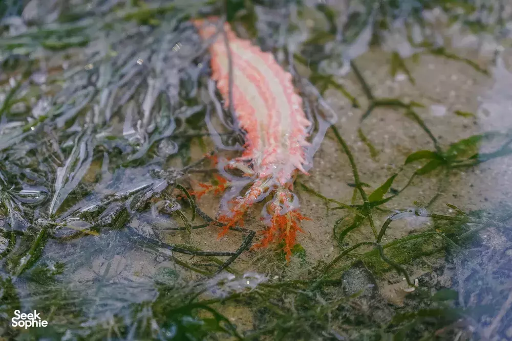 Orange sea creature hidden in a seaweed tidepool on a hands-on marine trip in Singapore — Singapore hidden gems