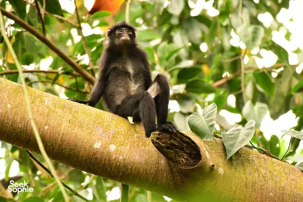 [SOLD OUT] Tracking One of the World’s Rarest Primates  
