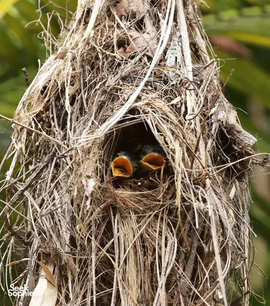 Nest with two chicks peeking from a tangled branch structure during Wildlife Safari Thailand’s expert birdwatching in Khao Yai