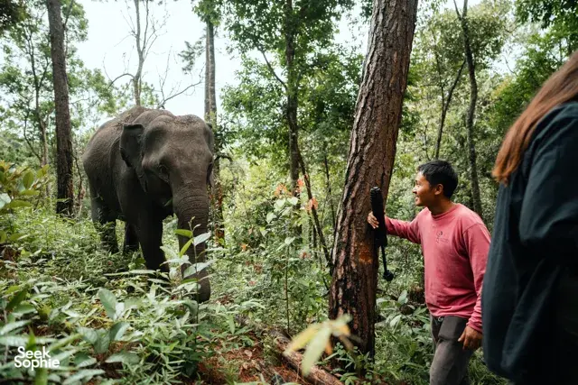 People standing among trees as an elephant approaches on a guided walk through the Hidden Doi Inthanon trails near Chiang Mai