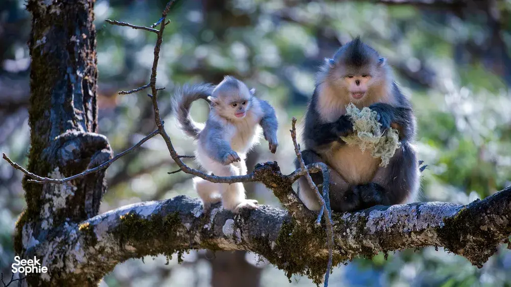 Two monkeys perched on a mossy tree branch in Shangri-La, where forest life faces the camera at close range