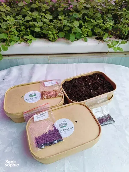 Beige microgreens growing kit with trays of dark soil and seed sachets on a table at Urban Green Dot workshops in Singapore