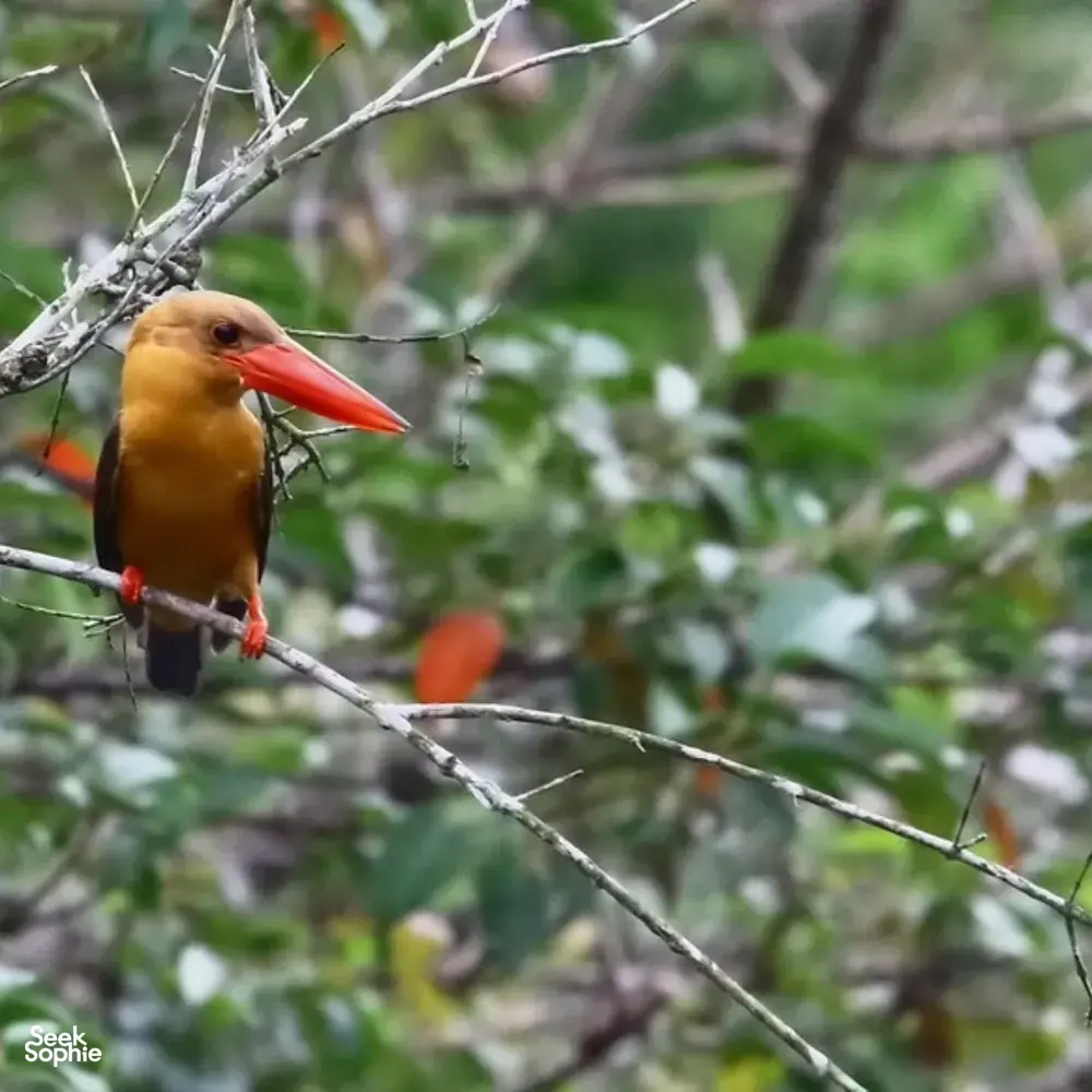 Wild bird perched on bare branches with a bright red beak, spotted on birdwatching walks in Langkawi with Wendy Nature Guide