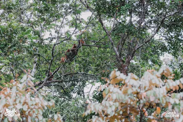 Rainforest primates clinging to high branches in a dense canopy, a memorable encounter for orangutans