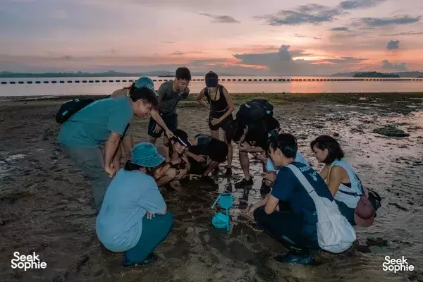 Mangrove & Intertidal Walks with Experienced Wildlife Seekers | Corporate Team Bonding