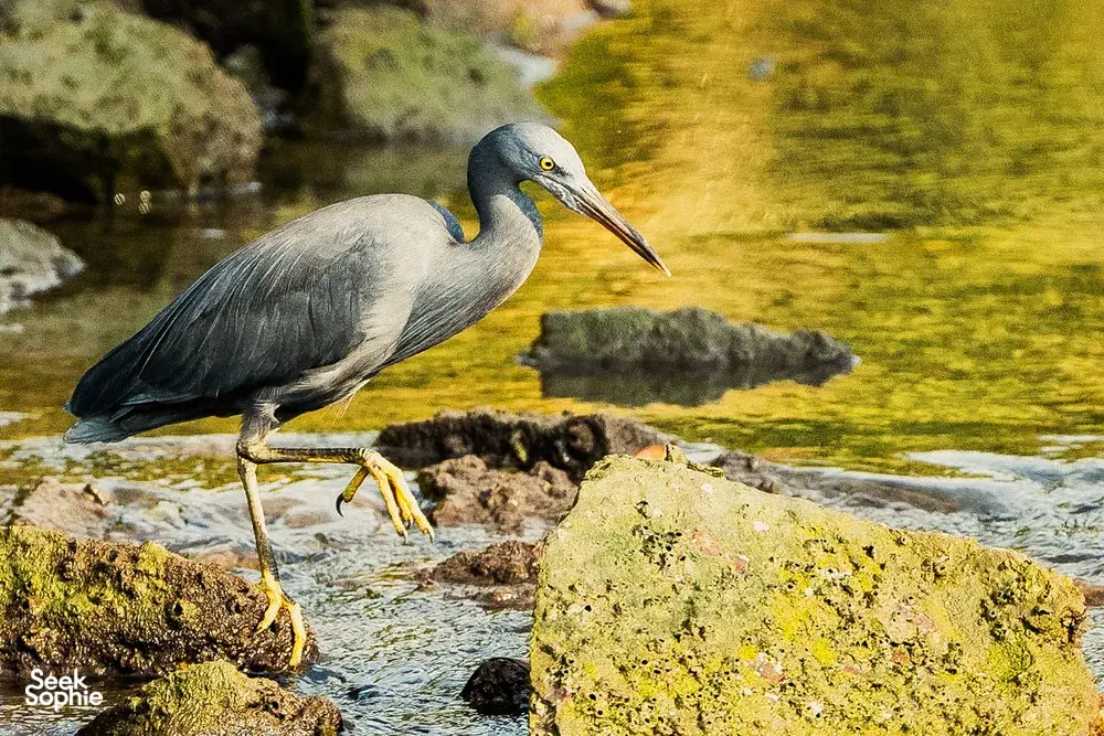 Grey heron standing on rocky shallows in Langkawi, part of a naturalist-led birdlife discovery tour