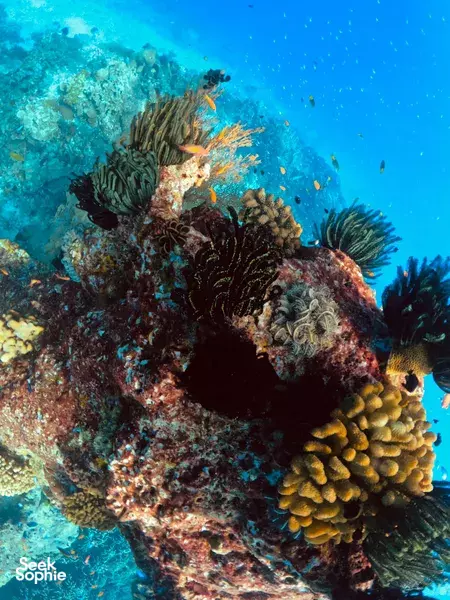 私人快艇一日游至斯米兰 | 人少景美的浮潜天堂