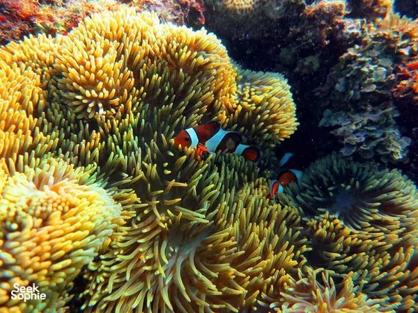 2 Fun Dives in Kenting **at the shore