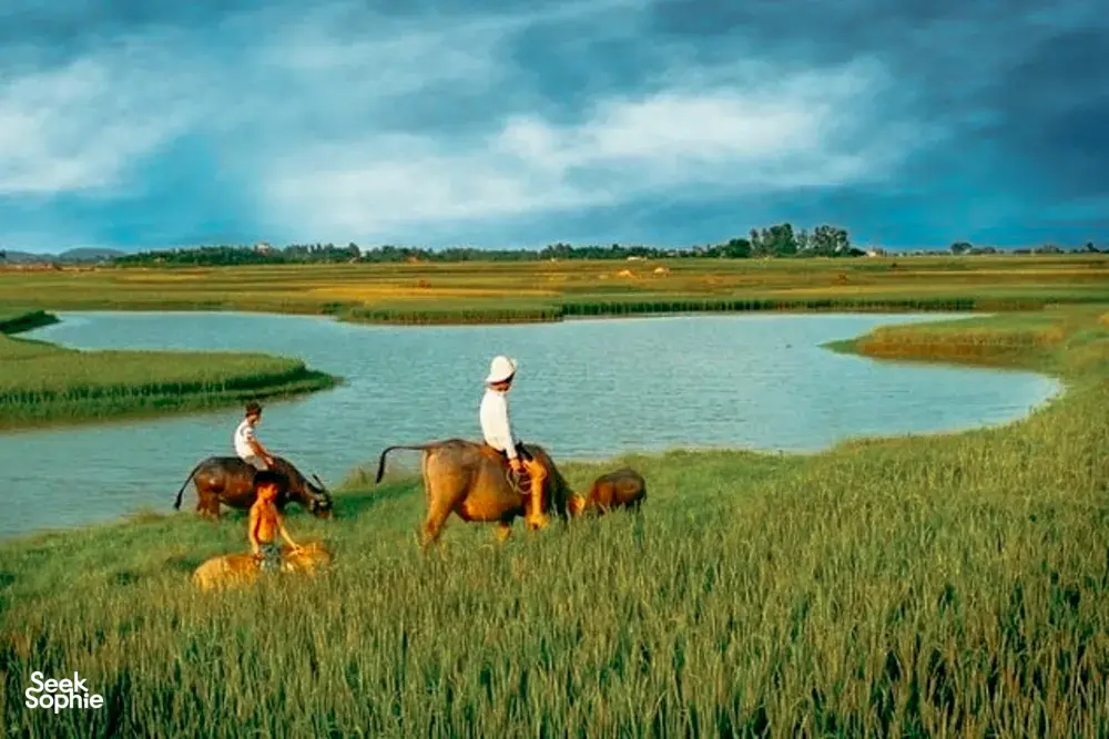 Seek Sophie option picture