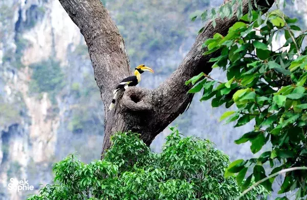 Best 3D2N Cheow Lan Stay | Rare Stay with AC + Amazing Private Guide