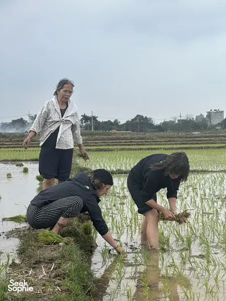 Hands-on rice planting in Duong Lam ancient village near Hanoi, as people kneel and stand in flooded paddies