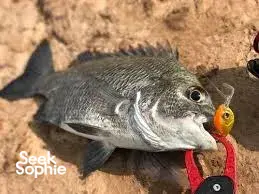 Seek Sophie option picture