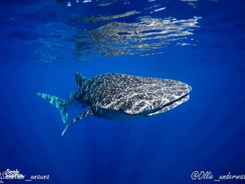 Whale shark swims through blue water while open-water divers cruise below on a 3-day certification with Sanctum Dive Indonesia, Bali