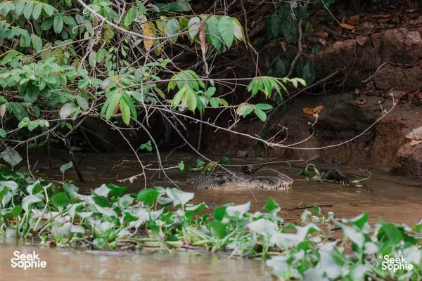 2D1N Kinabatangan River Safari at Great-Value B&B