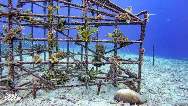4 day reef conservation in Bali
