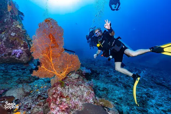 北安达曼6天5晚全包潜水船之旅 | 19次潜水