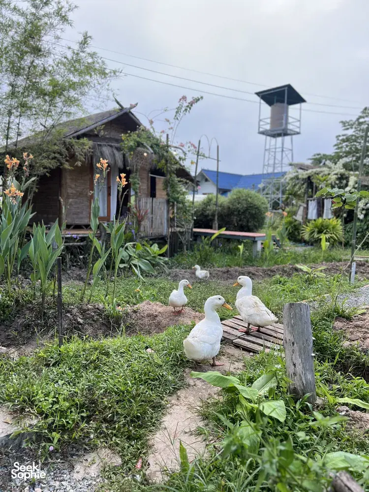 Seek Sophie option picture