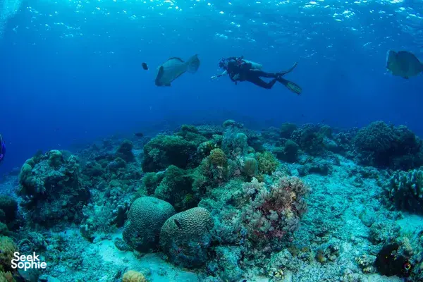 Diver gliding above a colourful coral house reef on a Seaventures offshore rig stay near Semporna, Sipadan dives