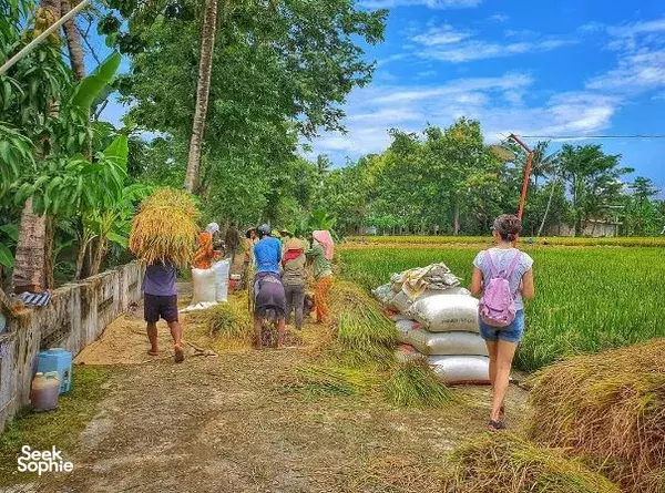 Discover Rural Yogyakarta: A Scenic Cycling Adventure in Tembi Village