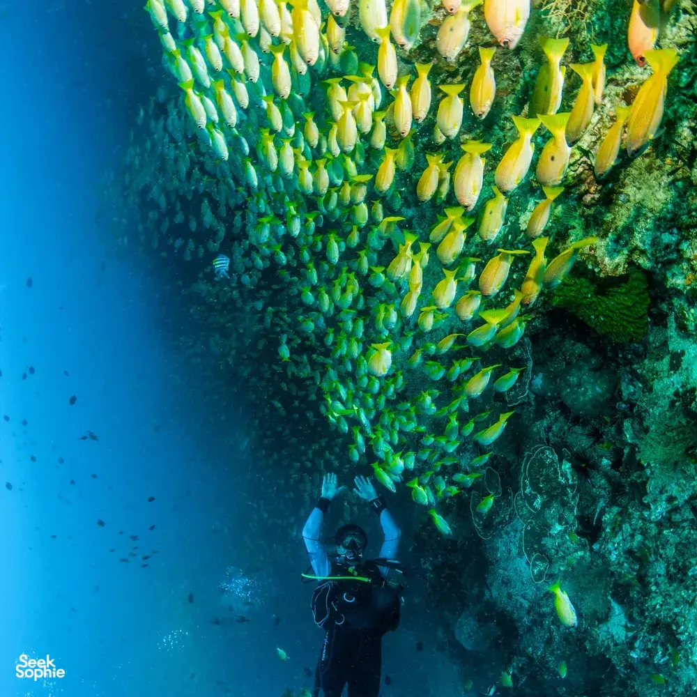 Seek Sophie option picture