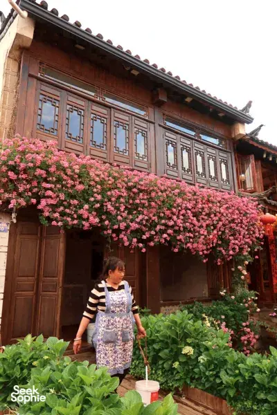 Pink flowering vines spilling over a Naxi-style wooden building in Lijiang Old Town, a traveller pausing in the garden