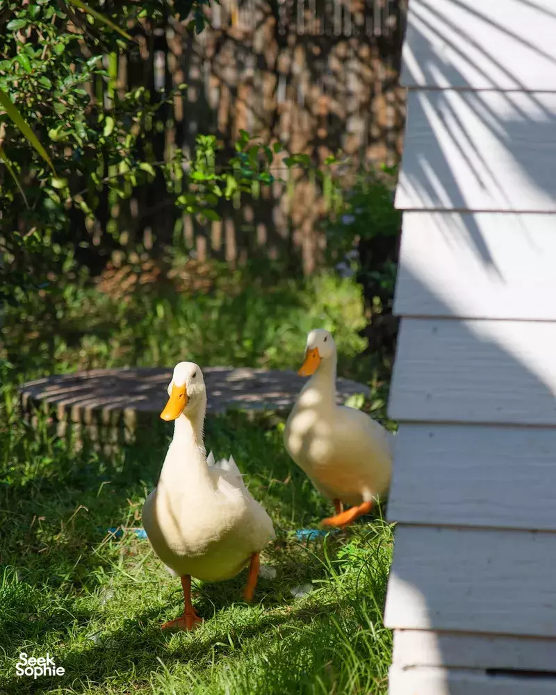 Seek Sophie option picture