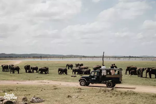 3H Sunset Safari at Kaudulla National Park