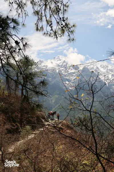 Hikers on a rocky ridge above snow-dusted peaks as pine branches frame Tiger Leaping Gorge, Lijiang on a 2D1N trek with The Bivou