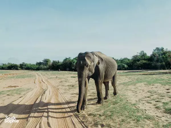 Elephant walking along a dusty track in Udawalawe National Park on a 2D1N Udawalawe Safari & Stay at Splendid Lake View Safari Lodge