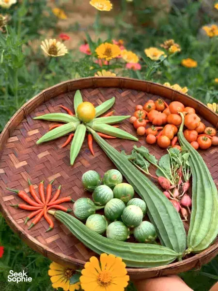 Lombok Farm Discovery | Learn about Permaculture & it's Impact