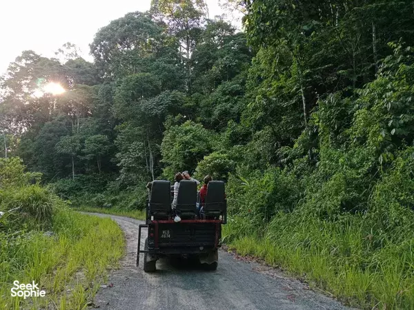 Back of a safari truck driving along a narrow rainforest road, carrying travellers on the Deramakot & Kinabatangan journey