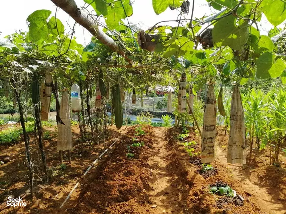 Seek Sophie option picture