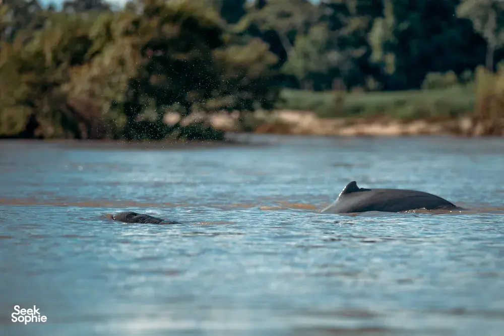 Seek Sophie option picture