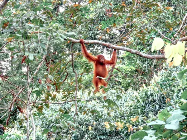 3D2N Beluran Safari with Conservationists | Quieter Deramakot Route