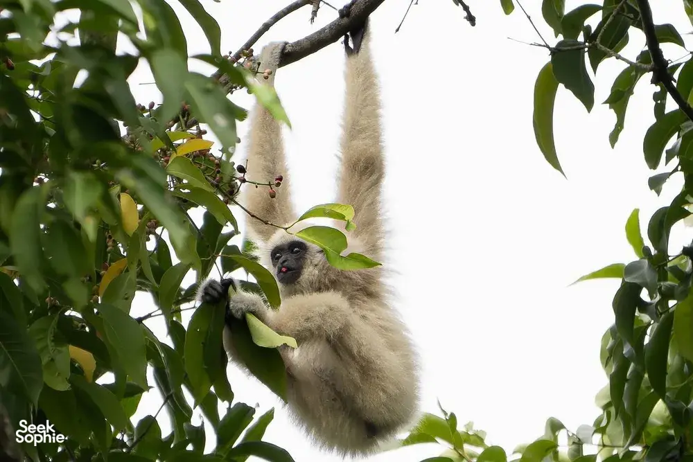 Light-furred gibbon hanging in the treetops of Khao Yai National Park on an ethical wildlife safari trek