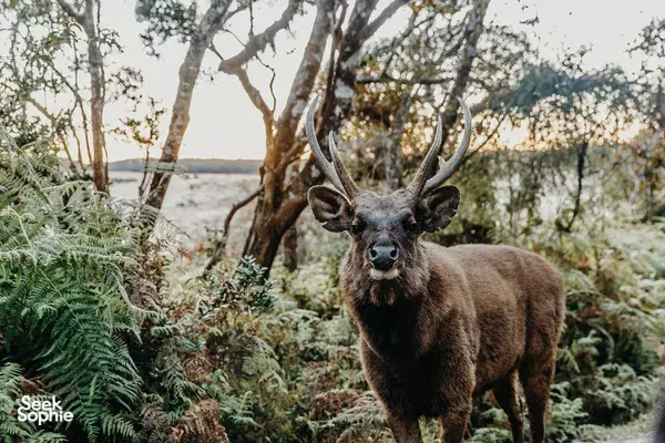 6H Sunrise Hike to World's End Cliff | Horton Plains 