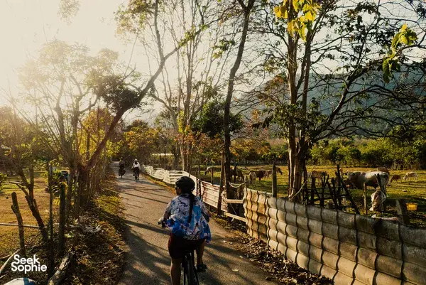 A cyclist in Langkawi heads down a shaded country lane as other riders follow on a Bicycle Day Langkawi ride