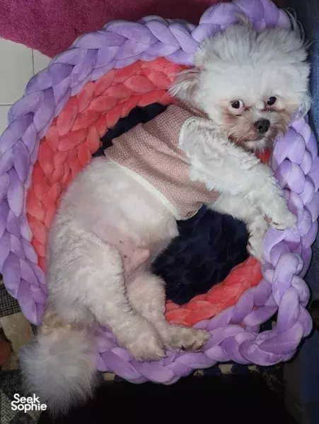 Big Chunky Yarn: Handknit Velvet Pet Bed