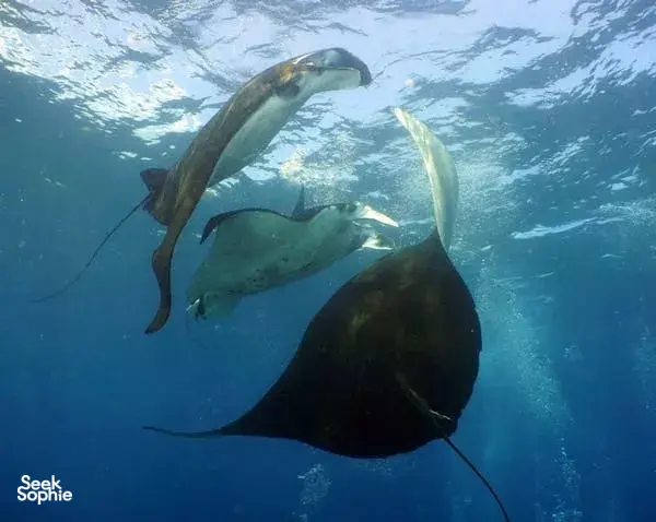 Manta Point is a great place to spot Manta Rays. Trips here are weather dependant as currents are strong.