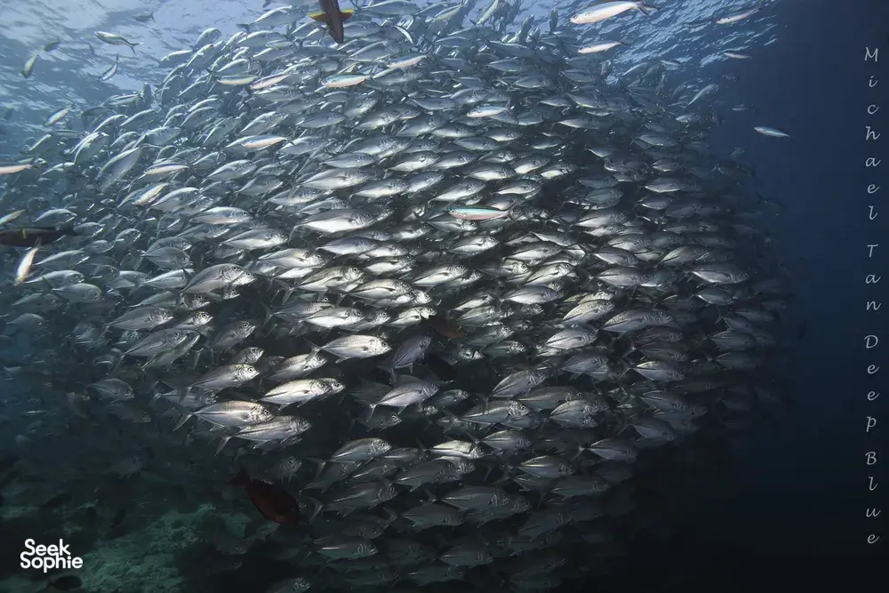 Dense school of silver fish in deep blue water, seen on a Seaventures Dive Rig dive trip off Semporna