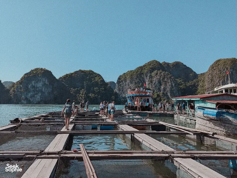 Seek Sophie option picture