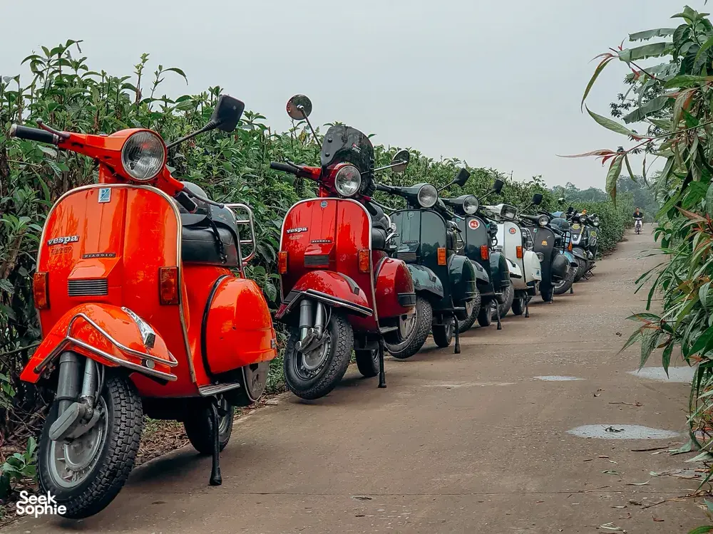 Seek Sophie option picture